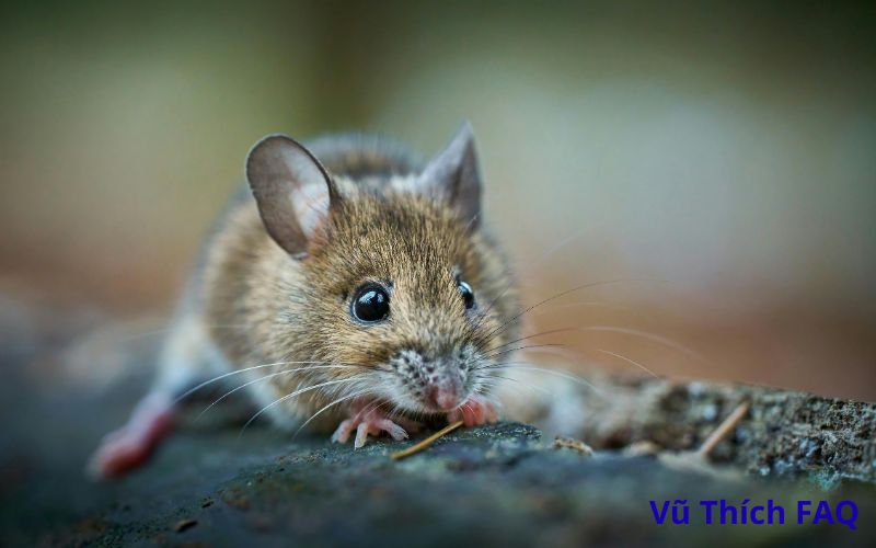 Chuột có sợ mùi dầu gió không? mùi hương khiến chuột sợ bỏ đi tốt nhất