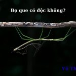 Con bọ que có độc không? có lợi ích gì? 