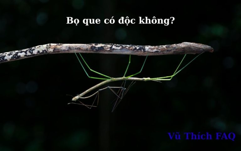 Con bọ que có độc không? có lợi ích gì? 
