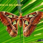 Bướm khế có độc không? Có trong Sách Đỏ không?