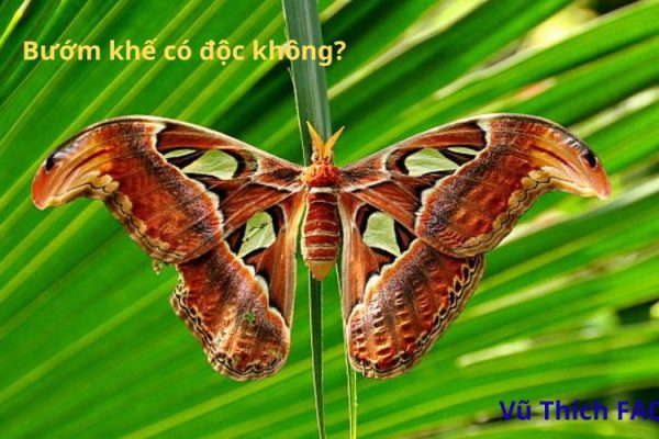 Bướm khế có độc không? Có trong Sách Đỏ không?