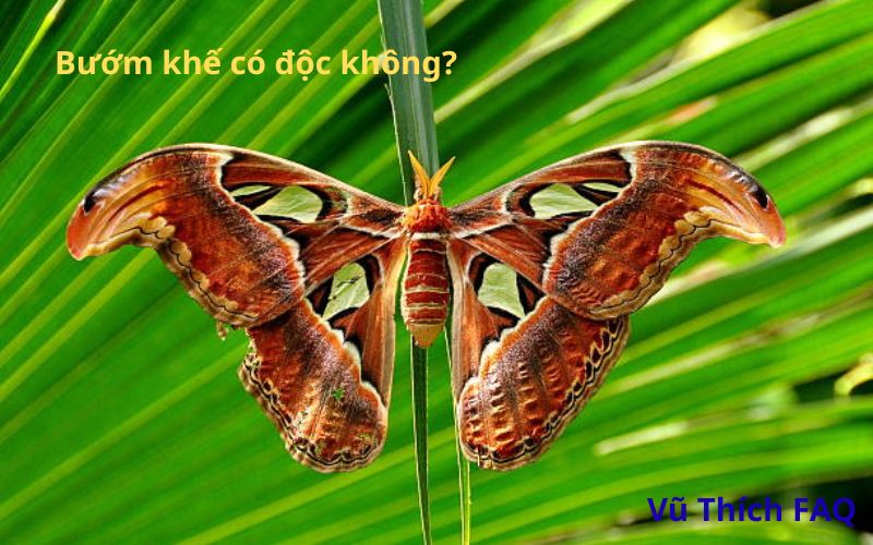 Bướm khế có độc không? Có trong Sách Đỏ không?