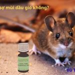 Chuột có sợ mùi dầu gió không? mùi hương khiến chuột sợ bỏ đi tốt nhất