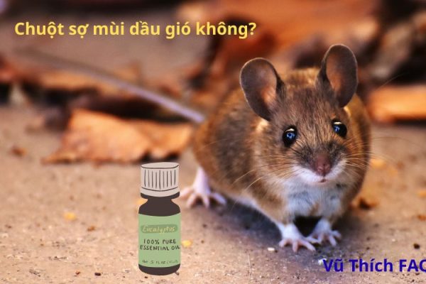 Chuột có sợ mùi dầu gió không? mùi hương khiến chuột sợ bỏ đi tốt nhất
