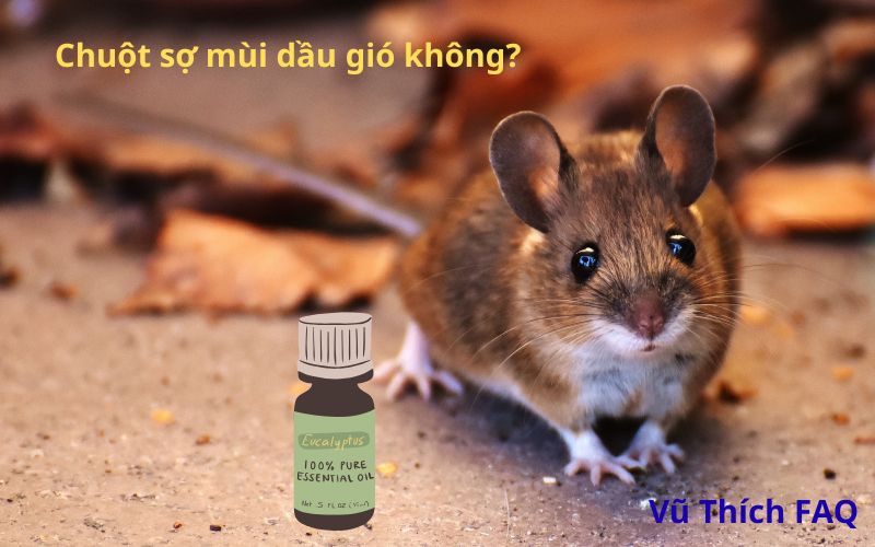 Chuột có sợ mùi dầu gió không? mùi hương khiến chuột sợ bỏ đi tốt nhất