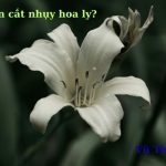 Có nên cắt nhụy hoa ly không? nhụy hoa ly có độc không?