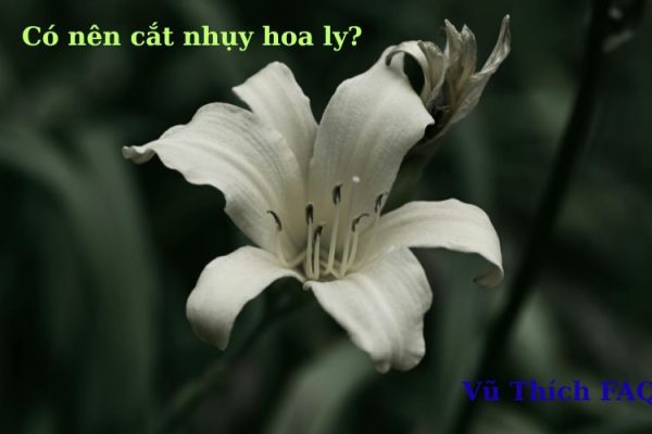 Có nên cắt nhụy hoa ly không? nhụy hoa ly có độc không?