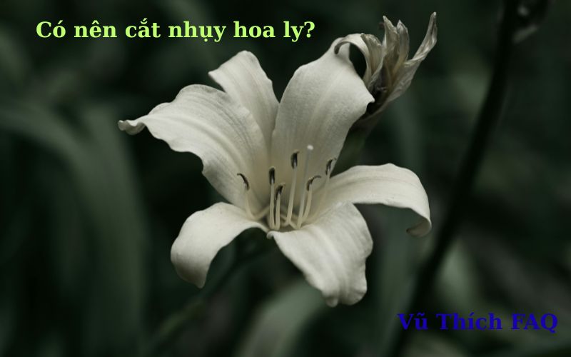 Có nên cắt nhụy hoa ly không? nhụy hoa ly có độc không?