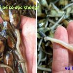 Con giá bể có độc không? Sống ở đâu? Làm món gì ngon?