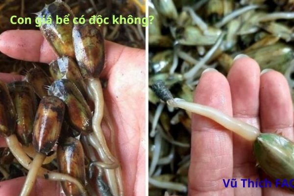 Con giá bể có độc không? Sống ở đâu? Làm món gì ngon?