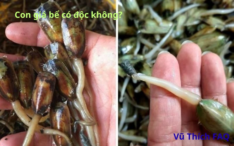 Con giá bể có độc không? Sống ở đâu? Làm món gì ngon?