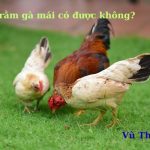 Cúng rằm gà mái có được không? có sao không?