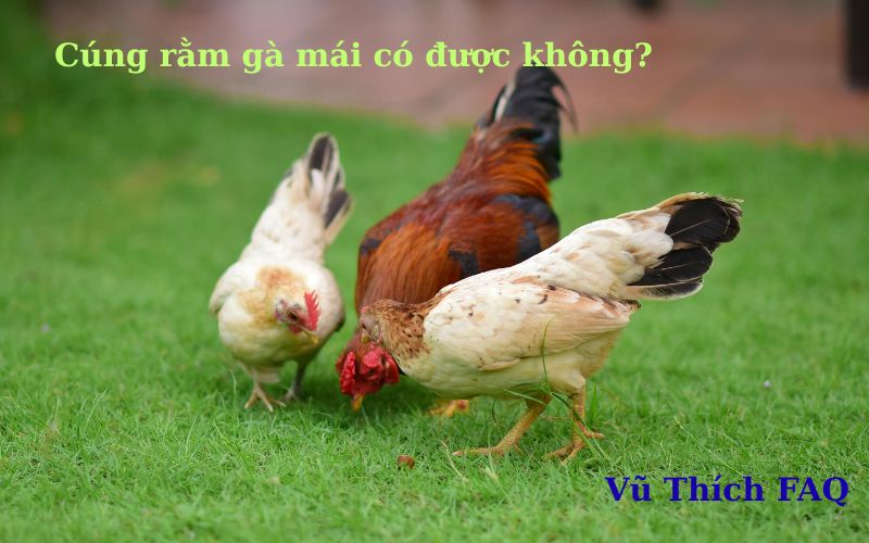 Cúng rằm gà mái có được không? có sao không?