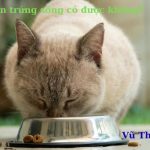 Mèo ăn trứng sống được không? có nguy hiểm gì? phải làm thế nào?