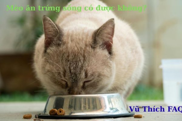 Mèo ăn trứng sống được không? có nguy hiểm gì? phải làm thế nào?