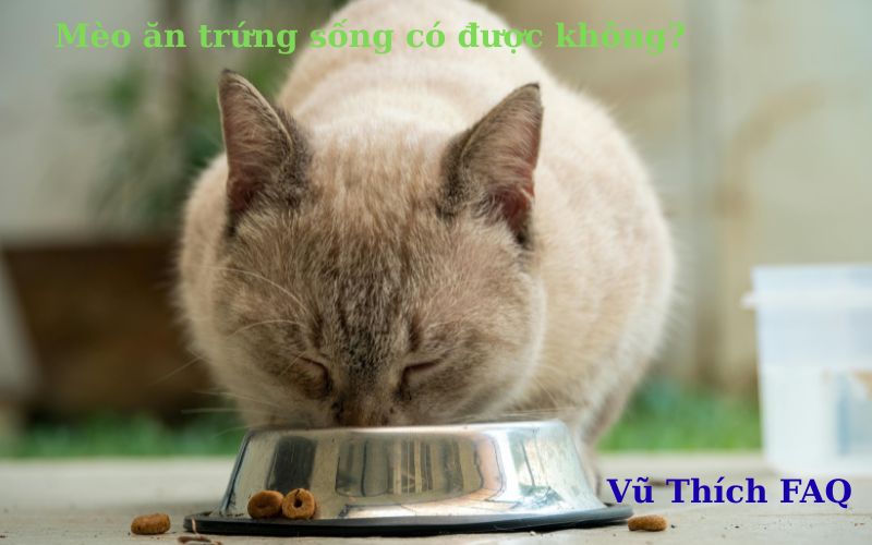 Mèo ăn trứng sống được không? có nguy hiểm gì? phải làm thế nào?
