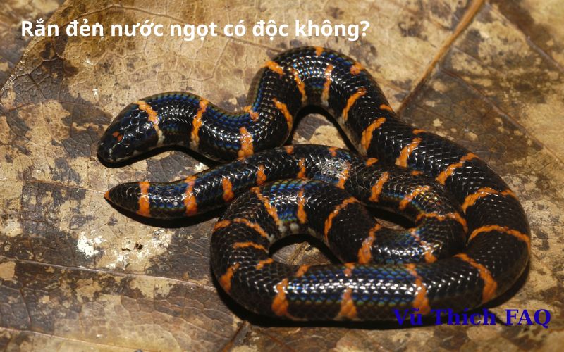 Rắn đẻn nước ngọt có độc không? làm món gì ngon?