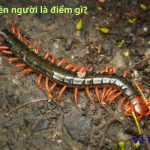 Bị rết bò lên người là điềm gì? Tốt hay xấu? Đánh con gì?