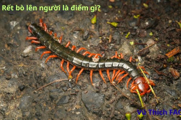 Bị rết bò lên người là điềm gì? Tốt hay xấu? Đánh con gì?