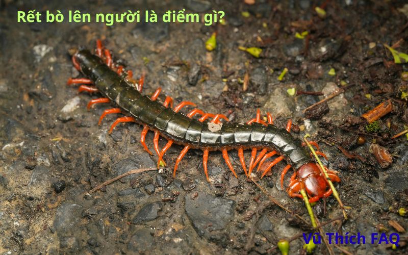 Bị rết bò lên người là điềm gì? Tốt hay xấu? Đánh con gì?