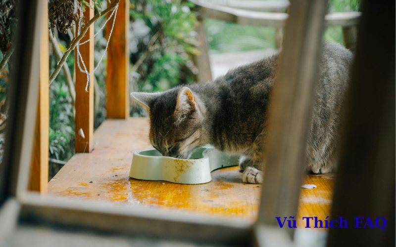 Mèo ăn trứng sống được không? có nguy hiểm gì? phải làm thế nào?