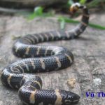 Rắn đẻn nước ngọt có độc không? làm món gì ngon?