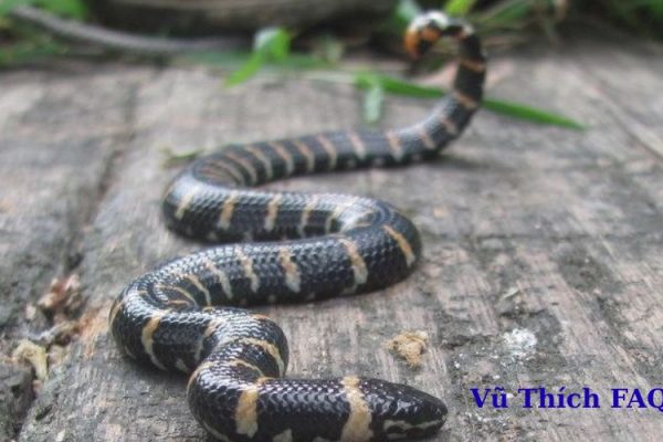 Rắn đẻn nước ngọt có độc không? làm món gì ngon?