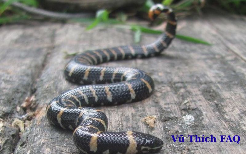 Rắn đẻn nước ngọt có độc không? làm món gì ngon?