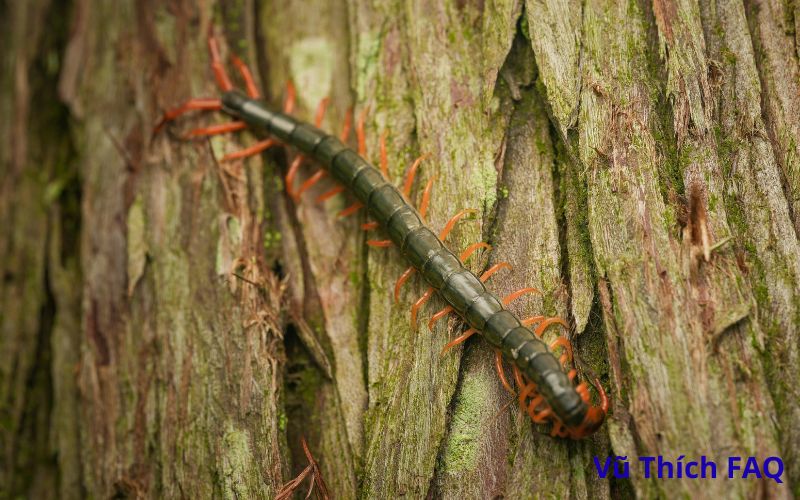 Bị rết bò lên người là điềm gì? Tốt hay xấu? Đánh con gì?