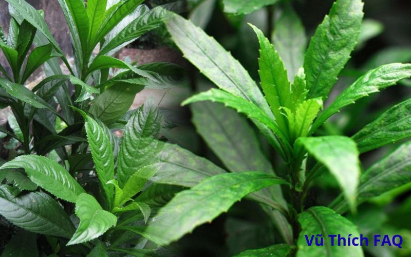 Ăn sống l&aacute; xương s&ocirc;ng c&oacute; được kh&ocirc;ng? C&oacute; tốt kh&ocirc;ng? C&aacute;ch d&ugrave;ng thế n&agrave;o?