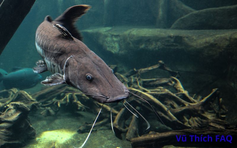 Chậu xi măng ng&acirc;m bao l&acirc;u th&igrave; nu&ocirc;i c&aacute; được? c&aacute;ch xử l&yacute; thế n&agrave;o?