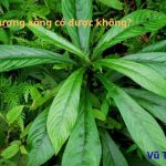 Ăn sống lá xương sông có được không? Có tốt không? Cách dùng thế nào?