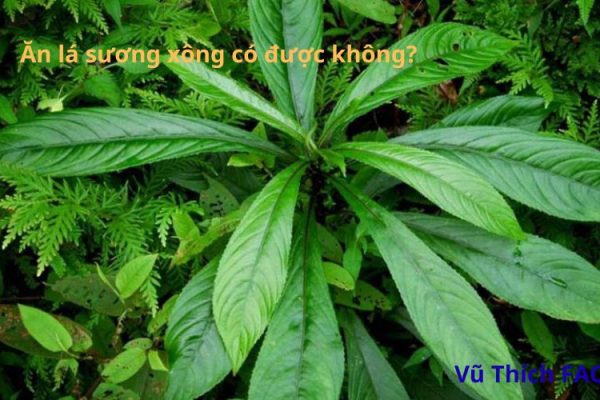 Ăn sống lá xương sông có được không? Có tốt không? Cách dùng thế nào?