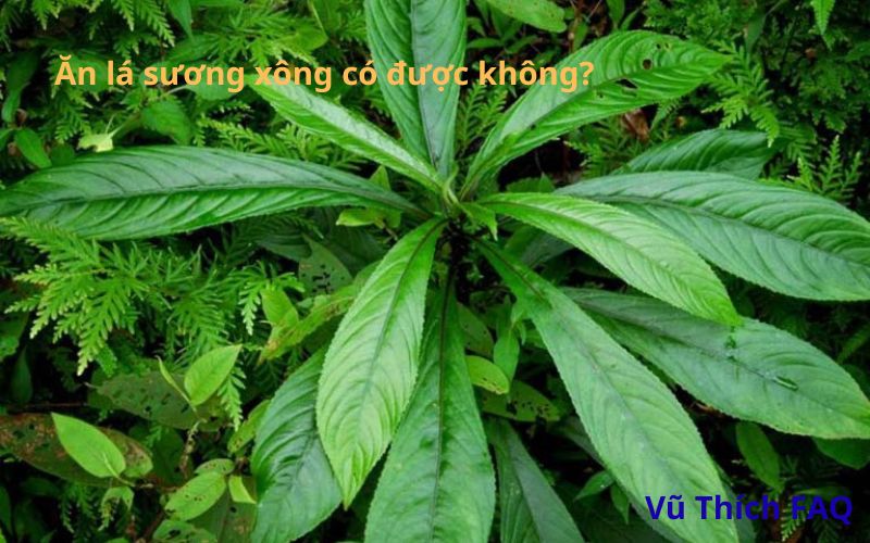 Ăn sống lá xương sông có được không? Có tốt không? Cách dùng thế nào?