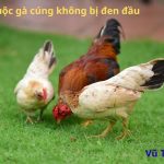 Cách luộc gà cúng không bị đen đầu, da vàng óng chuẩn đẹp