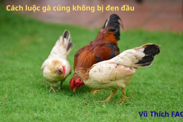 Cách luộc gà cúng không bị đen đầu, da vàng óng chuẩn đẹp