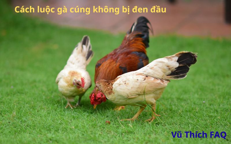 Cách luộc gà cúng không bị đen đầu, da vàng óng chuẩn đẹp