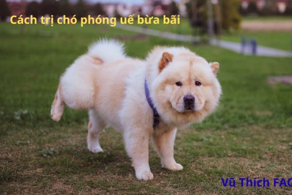 Cách trị chó phóng uế bừa bãi đơn giản hiệu quả nhất