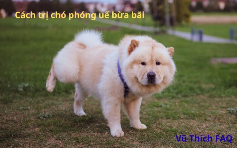 Cách trị chó phóng uế bừa bãi đơn giản hiệu quả nhất