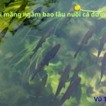 Chậu xi măng ngâm bao lâu thì nuôi cá được? cách xử lý thế nào?