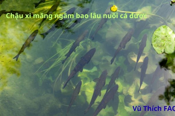 Chậu xi măng ngâm bao lâu thì nuôi cá được? cách xử lý thế nào?