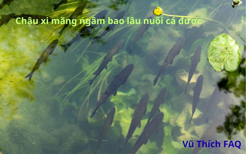 Chậu xi măng ngâm bao lâu thì nuôi cá được? cách xử lý thế nào?