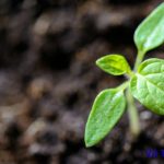 Đậu Hà Lan lên mầm có ăn được không? ăn có bị gì không?