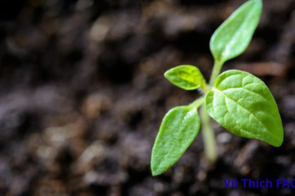 Đậu Hà Lan lên mầm có ăn được không? ăn có bị gì không?