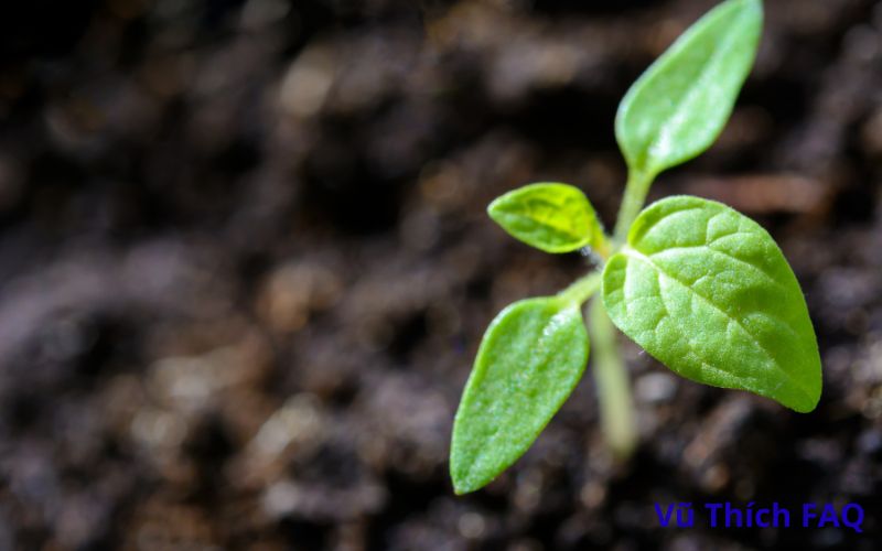 Đậu Hà Lan lên mầm có ăn được không? ăn có bị gì không?