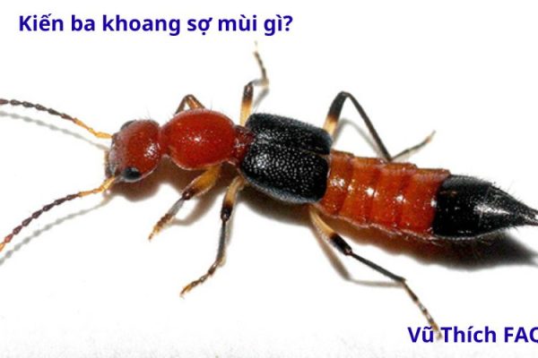 Kiến ba khoang sợ mùi gì nhất? tại sao chúng có trong nhà