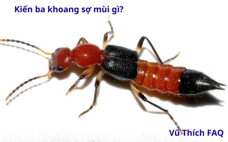 Kiến ba khoang sợ mùi gì nhất? tại sao chúng có trong nhà