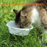 Mèo ăn rau muống sống được không? Ăn được những rau gì tốt nhất?