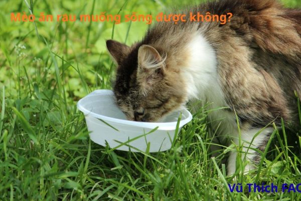 Mèo ăn rau muống sống được không? Ăn được những rau gì tốt nhất?