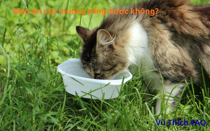 Mèo ăn rau muống sống được không? Ăn được những rau gì tốt nhất?